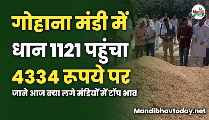 गोहाना मंडी में धान 1121 पहुंचा 4334 रूपये पर | जाने आज क्या लगे मंडियों में टॉप भाव 