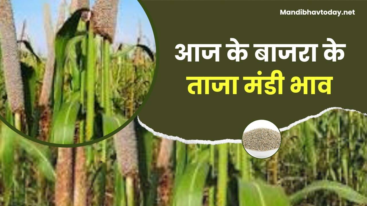 आज के बाजरा के ताजा मंडी भाव | bajra ke bhav 10 february 2024