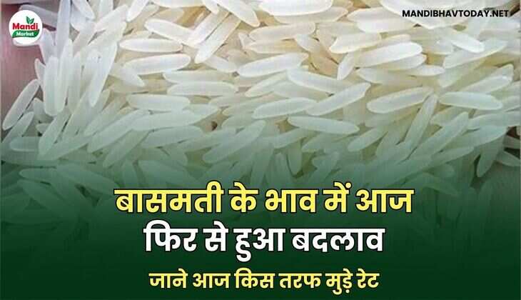 बासमती के भाव में आज फिर से हुआ बदलाव | जाने आज किस तरफ मुड़े रेट