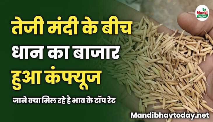 तेजी मंदी के बीच धान का बाजार हुआ कंफ्यूज | जाने क्या मिल रहे टॉप रेट