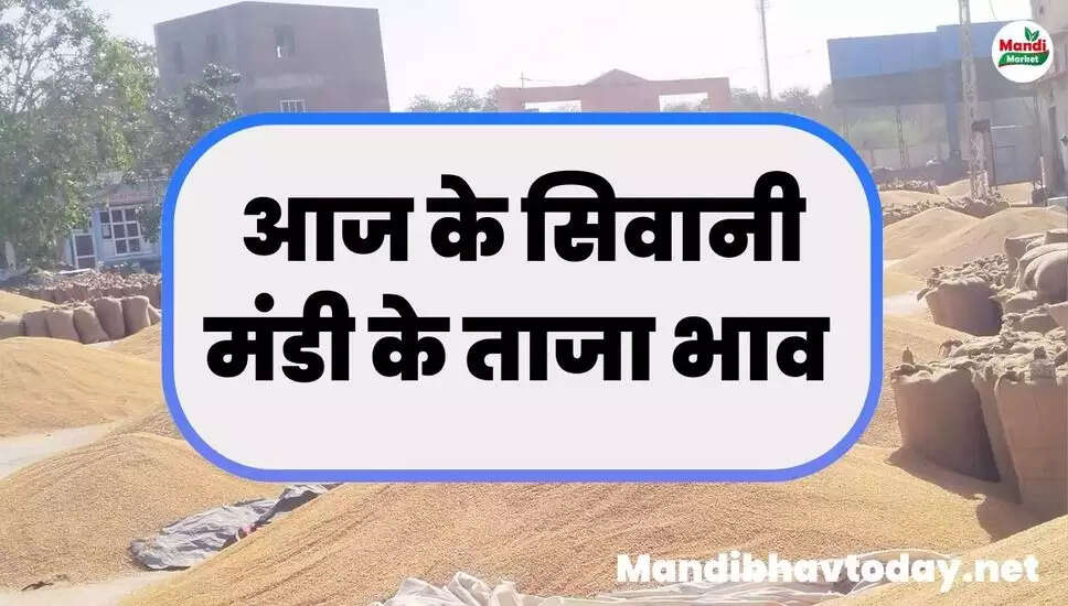 siwani mandi ke taja bhav 20 february 2025 