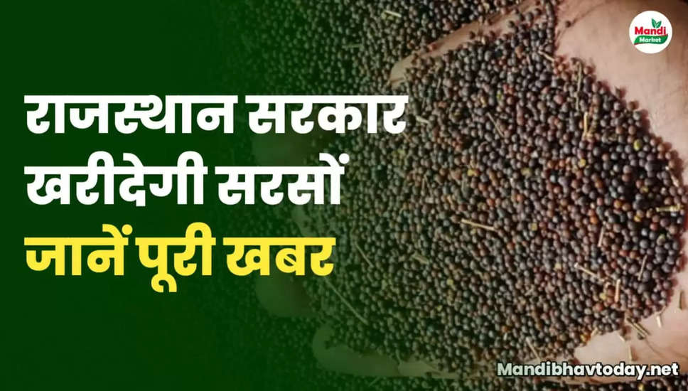 राजस्थान सरकार खरीदेगी सरसों | जाने क्या है पूरी खबर