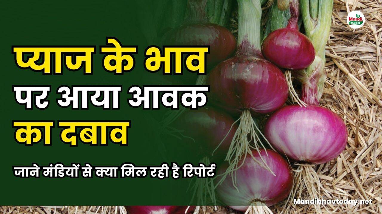 प्याज के भाव पर आया आवक का दबाव | जाने मंडियों से क्या मिल रही है रिपोर्ट