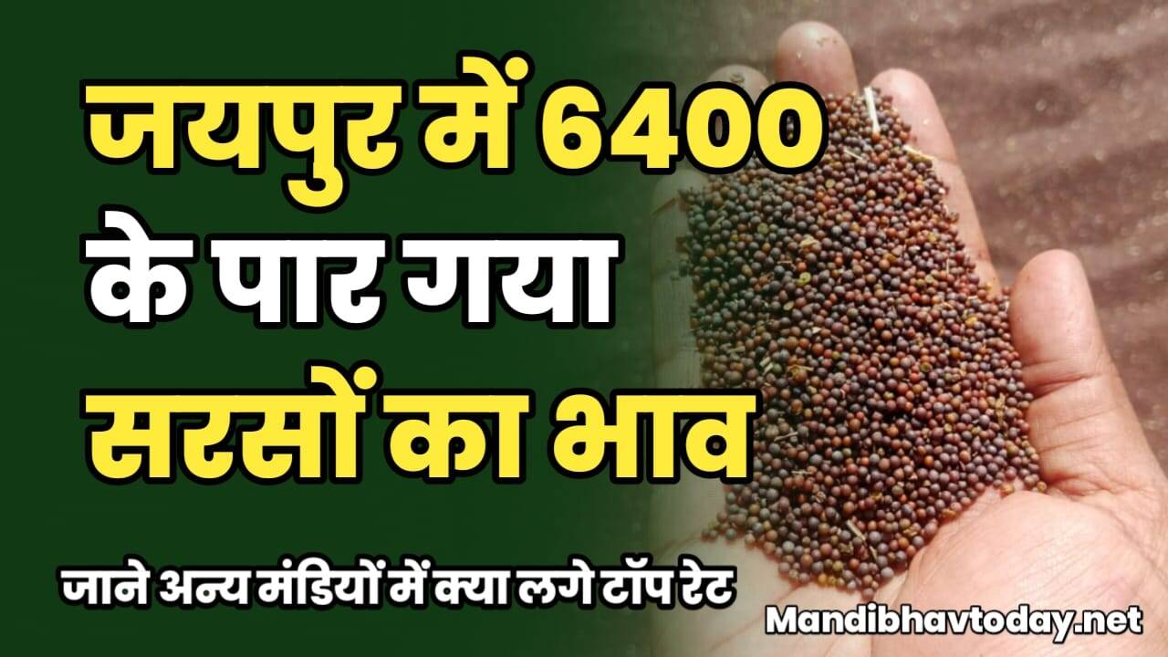 जयपुर में 6400 की पार गया सरसों का भाव | जाने अन्य मंडियों में क्या लगे टॉप रेट