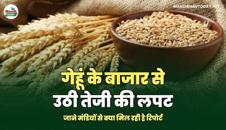 गेहू इमागेस 