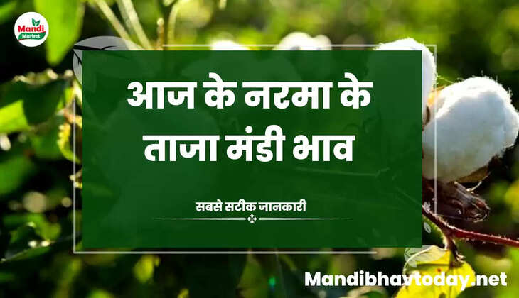 Aaj Ka Narma Ka bhav नरमा और कपास के ताजा मंडी भाव Narma Price Today 09 January 2023