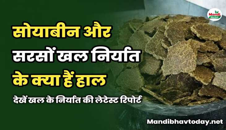 Mustard Cake Export Report : सरसों और सोयाबीन खल निर्यात के क्या हैं हाल | देखें खल के निर्यात की लेटेस्ट रिपोर्ट