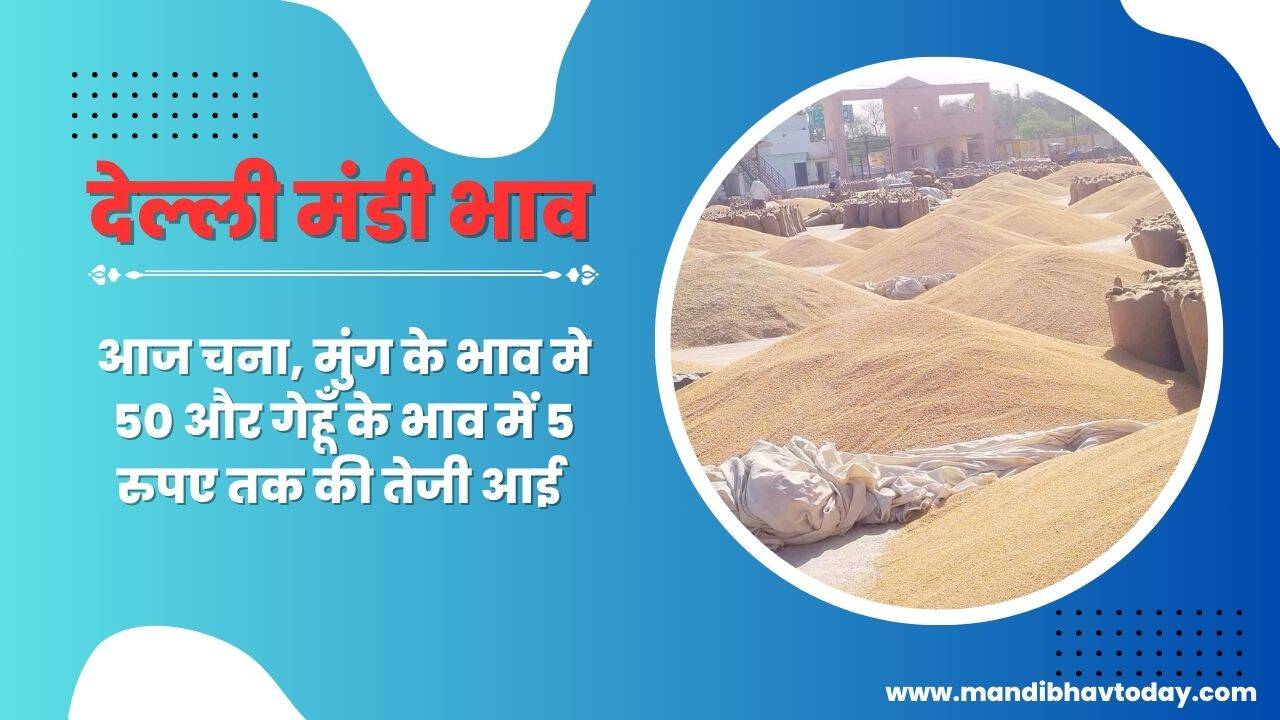 देखे आज के दिल्ली मंडी के ताजा मंडी भाव | delhi anaj mandi ke bhav 13 june 2024