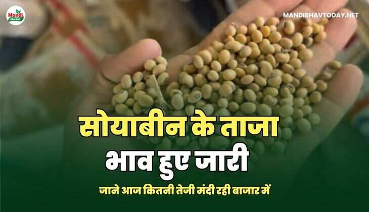 सोयाबीन  IMAGE