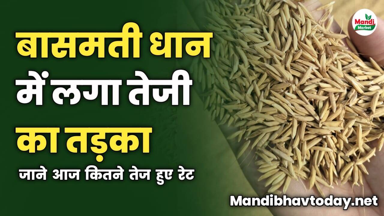 बासमती धान में लगा तेजी का तड़का | जाने आज कितने तेज हुए रेट