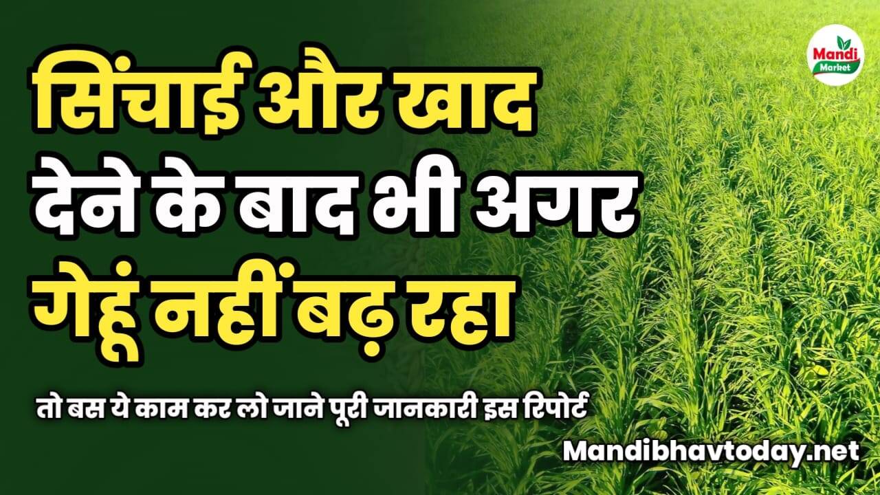 सिंचाई और खाद देने के बाद भी अगर गेहूं नहीं बढ़ रहा | तो बस ये काम कर लो