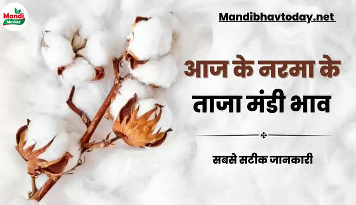 आज के नरमा और कपास के ताजा मंडी भाव | kapas ke bhav 13 february 2024