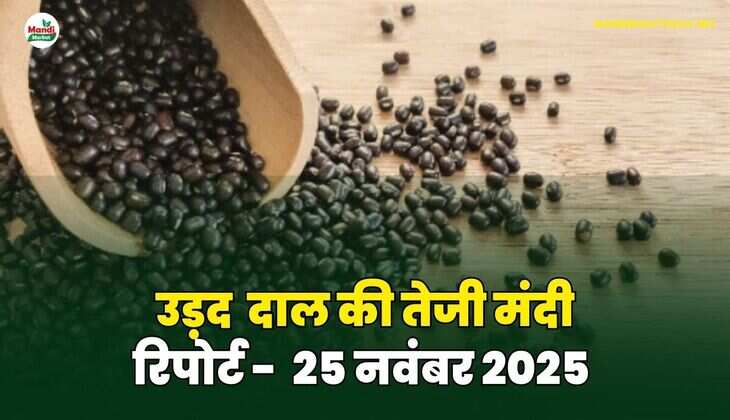  उड़द दाल की तेजी मंदी रिपोर्ट  - 25 नवंबर 2025