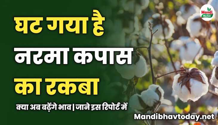 घट गया है नरमा कपास का रकबा | क्या अब बढ़ेंगे भाव | जाने इस रिपोर्ट में