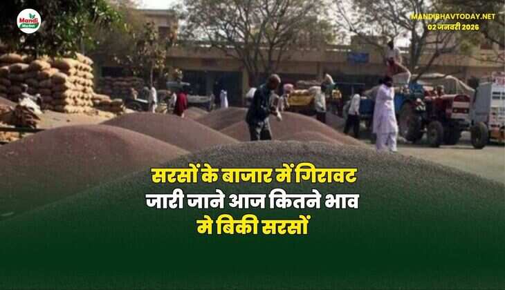 सरसों के बाजार में गिरावट जारी | जाने आज कितने भाव मे बिकी सरसों