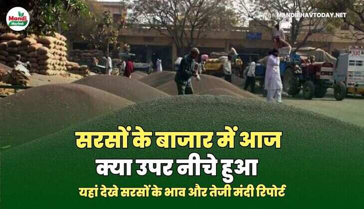 सरसों के भाव और तेजी मंदी रिपोर्ट