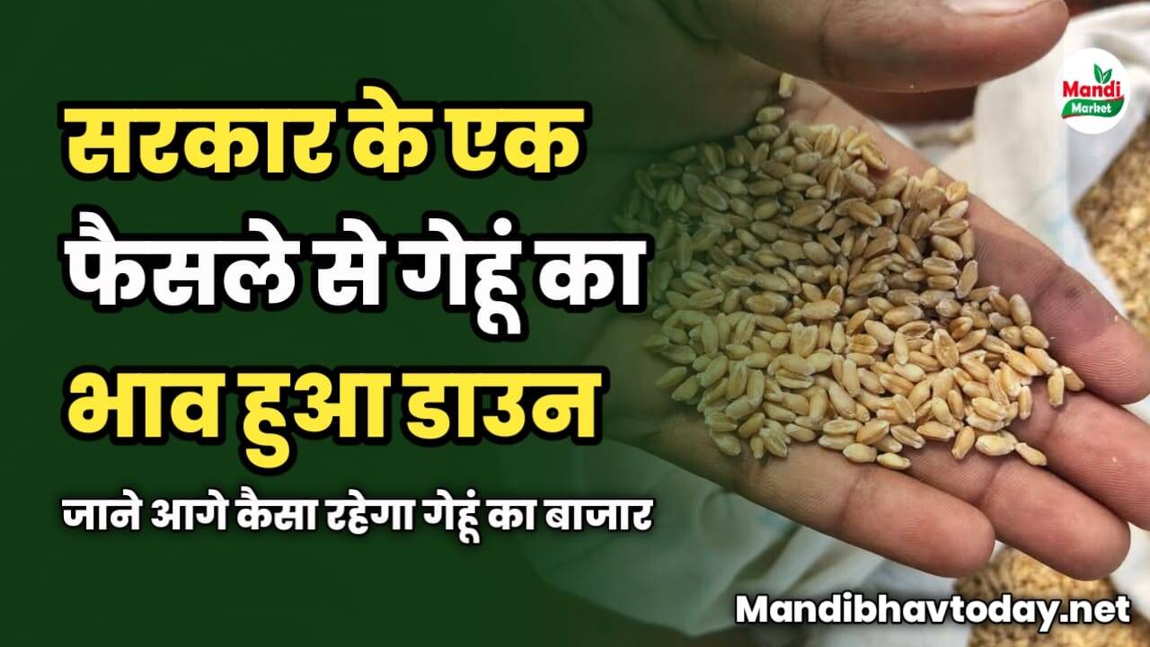 सरकार के एक फैसले से गेहूं का भाव हुआ डाउन | जाने आगे कैसा रहेगा गेहूं का बाजार