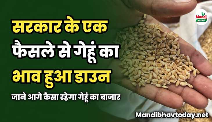 सरकार के एक फैसले से गेहूं का भाव हुआ डाउन | जाने आगे कैसा रहेगा गेहूं का बाजार 