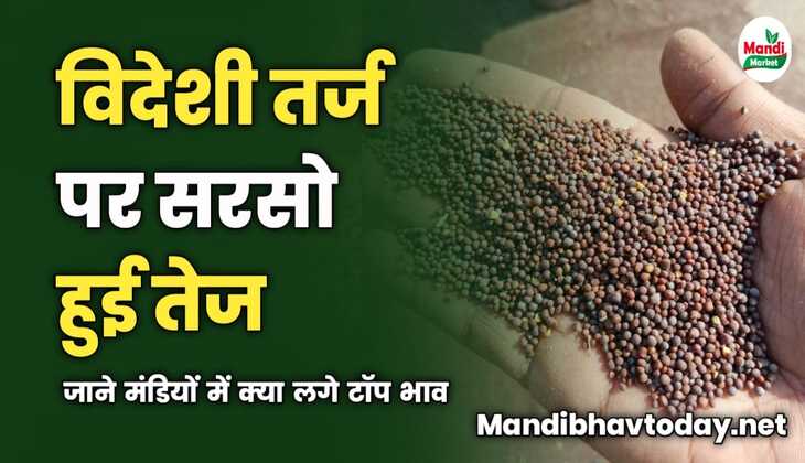 विदेशी तर्ज पर सरसो हुई तेज | जाने मंडियों में क्या लगे टॉप भाव 