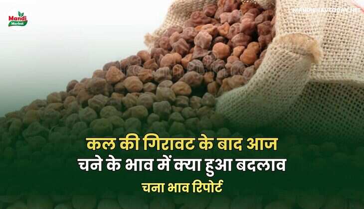 चना भाव रिपोर्ट