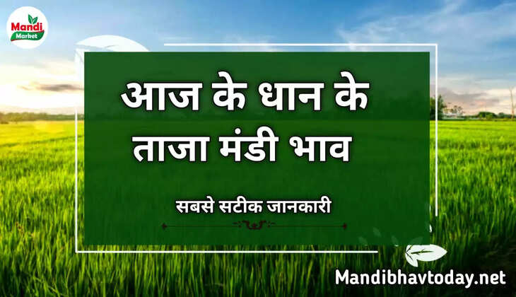 बासमती धान के ताजा भाव | Basmati Paddy Rate Today 07 November 22 