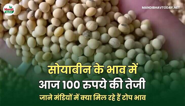 सोयाबीन के भाव में आज 100 रुपये की तेजी | जाने मंडियों में क्या मिल रहे हैं टोप भाव