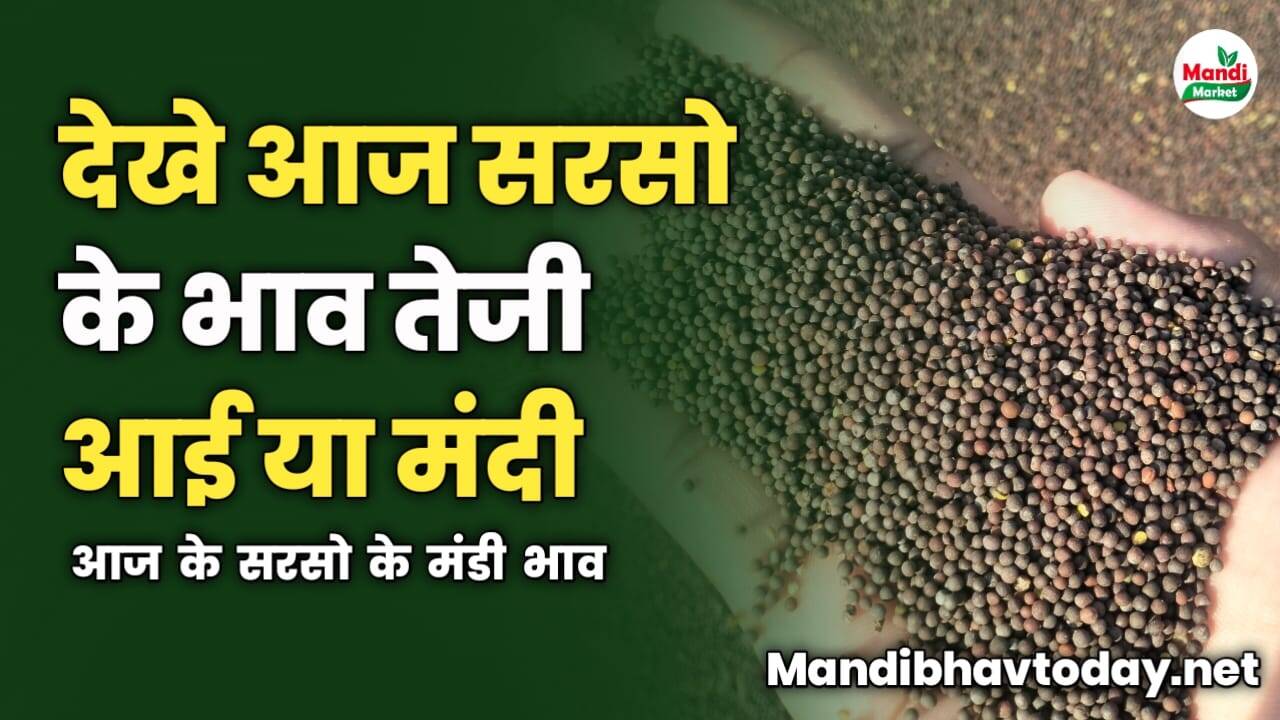 देखे आज सरसो के भाव तेजी आई या मंदी | आज के सरसो के मंडी भाव