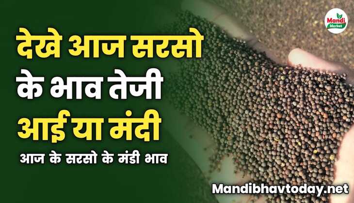 देखे आज सरसो के भाव तेजी आई या मंदी | आज के सरसो के मंडी भाव 