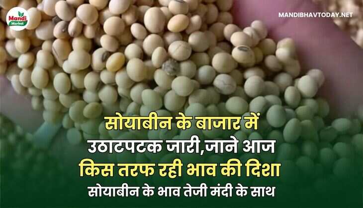 सोयाबीन के भाव तेजी मंदी के साथ