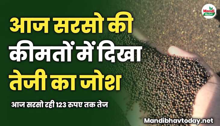 सरसो की कीमतों में दिखा तेजी का जोश | आज सरसो रही 123 रुपए तक तेज 
