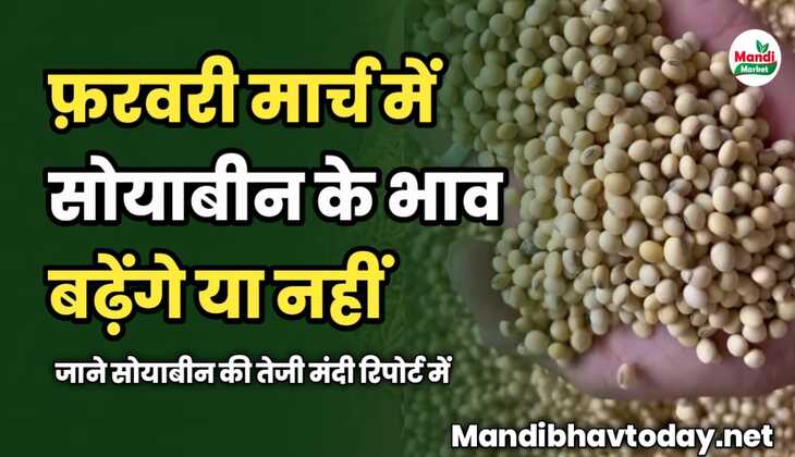 फ़रवरी मार्च में सोयाबीन के भाव बढ़ेंगे या नहीं | जाने सोयाबीन की तेजी मंदी रिपोर्ट में