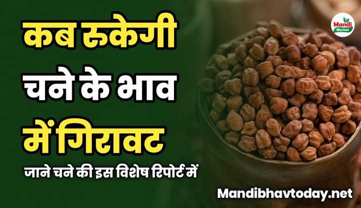 कब रुकेगी चने के भाव में गिरावट | जाने चने की इस विशेष रिपोर्ट में