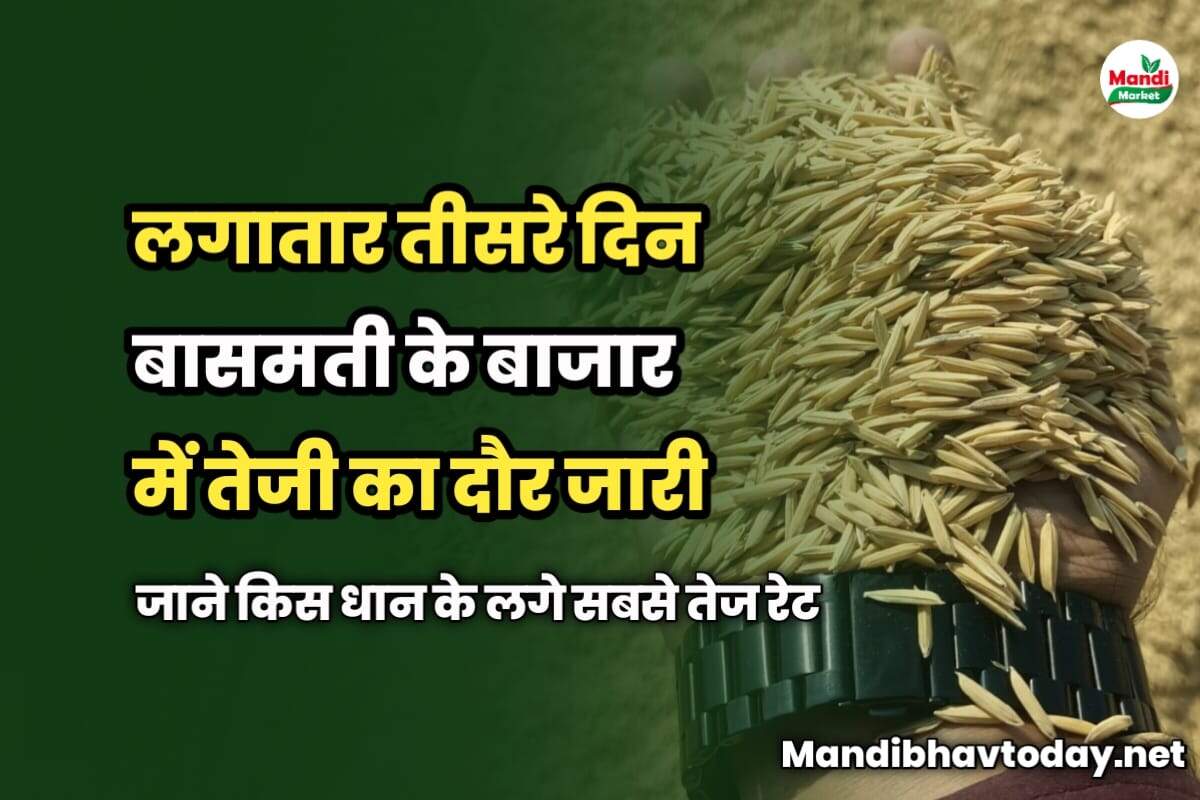 लगातार तीसरे दिन बासमती के बाजार में तेजी का दौर जारी | जाने किस धान के लगे सबसे तेज रेट