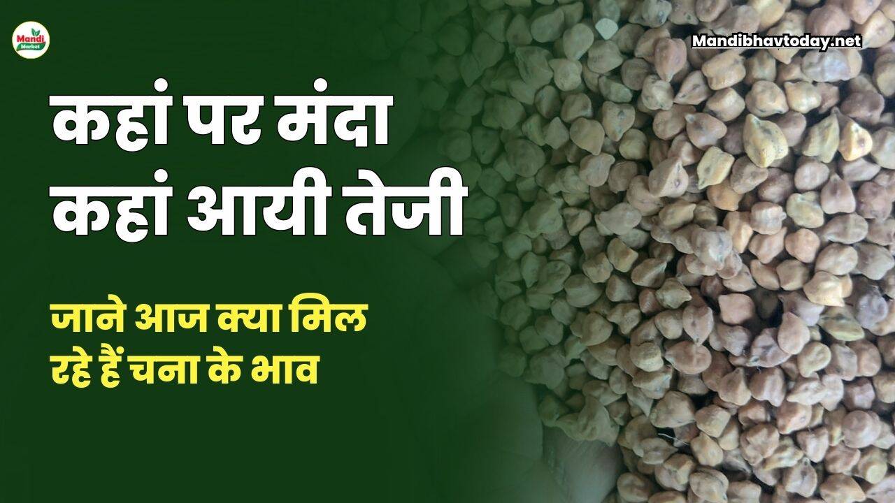 जाने आज क्या मिल रहे हैं चना के भाव