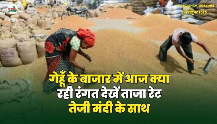 गेहूँ के बाजार में आज क्या रही रंगत | देखें ताजा रेट तेजी मंदी के साथ