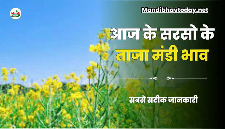 आज सरसों के बाजार में क्या हुआ | जाने क्या खुले हैं आज सरसों के रेट Sarso Live Rate Today 08 August 2023 