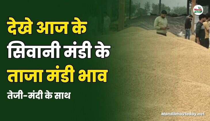 siwani mandi ताजा भाव तेजी मंदी के साथ