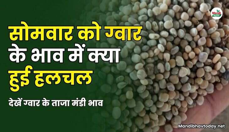 सोमवार को ग्वार के भाव में क्या हुई हलचल | देखें ग्वार के ताजा मंडी भाव 