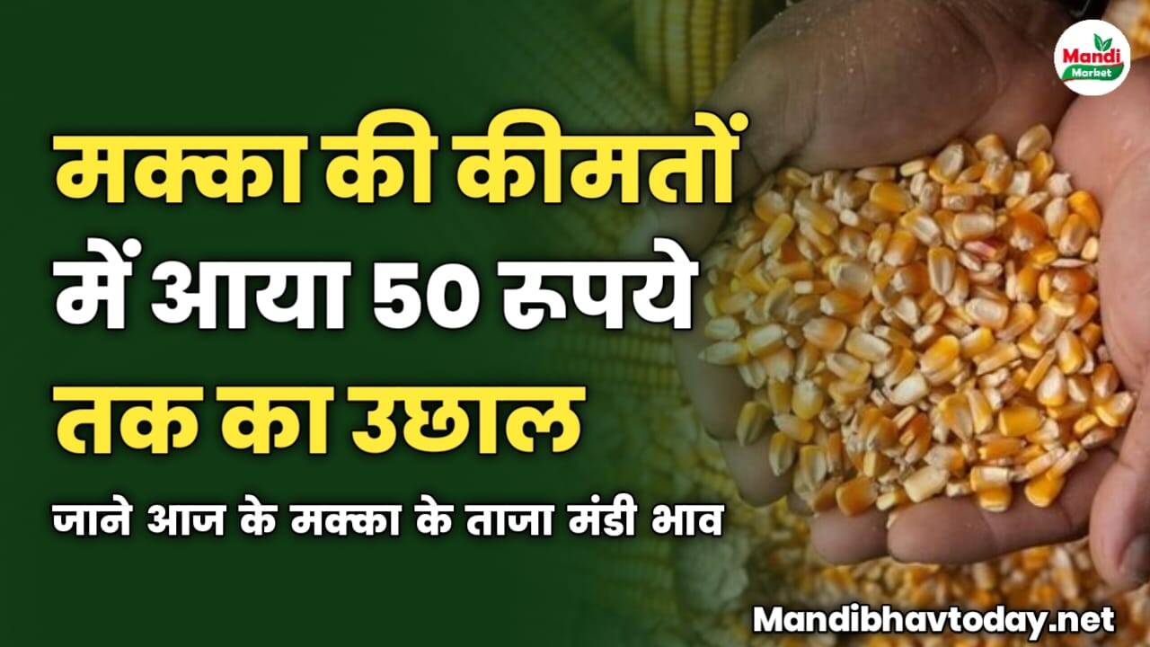 मक्का की कीमतों में आया 50 रूपये तक का उछाल | जाने आज के मक्का के ताजा मंडी भाव 