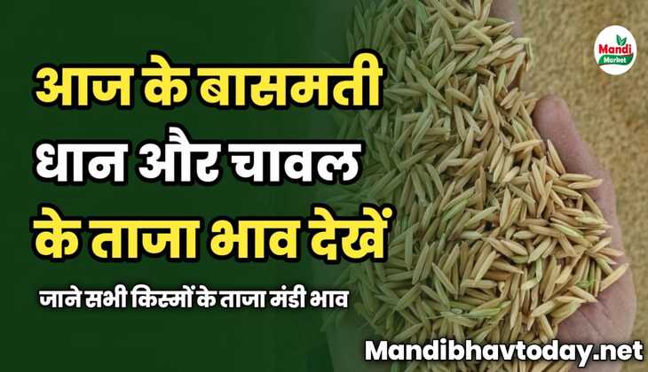 आज के बासमती धान और चावल के ताजा भाव देखें | Basmati Paddy and Rice Rates 09 Feb 2025