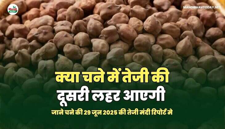 क्या चने में तेजी की दूसरी लहर आएगी 