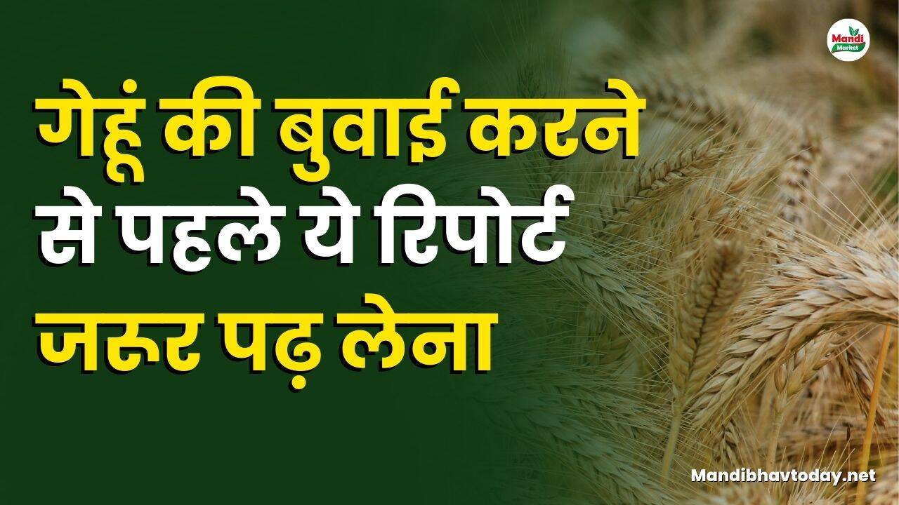 गेहूं की बुवाई करने से पहले ये रिपोर्ट जरूर पढ़ लेना