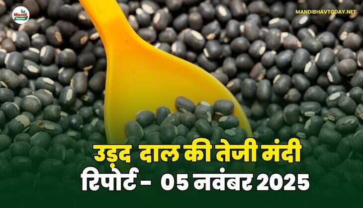 उड़द दाल की तेजी मंदी रिपोर्ट - 05 नवंबर 2025