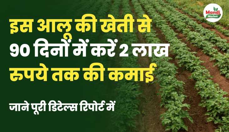 इस आलू की खेती से करें 2 लाख रुपए तक की कमाई, जानें पूरी डिटेल रिपोर्ट में।