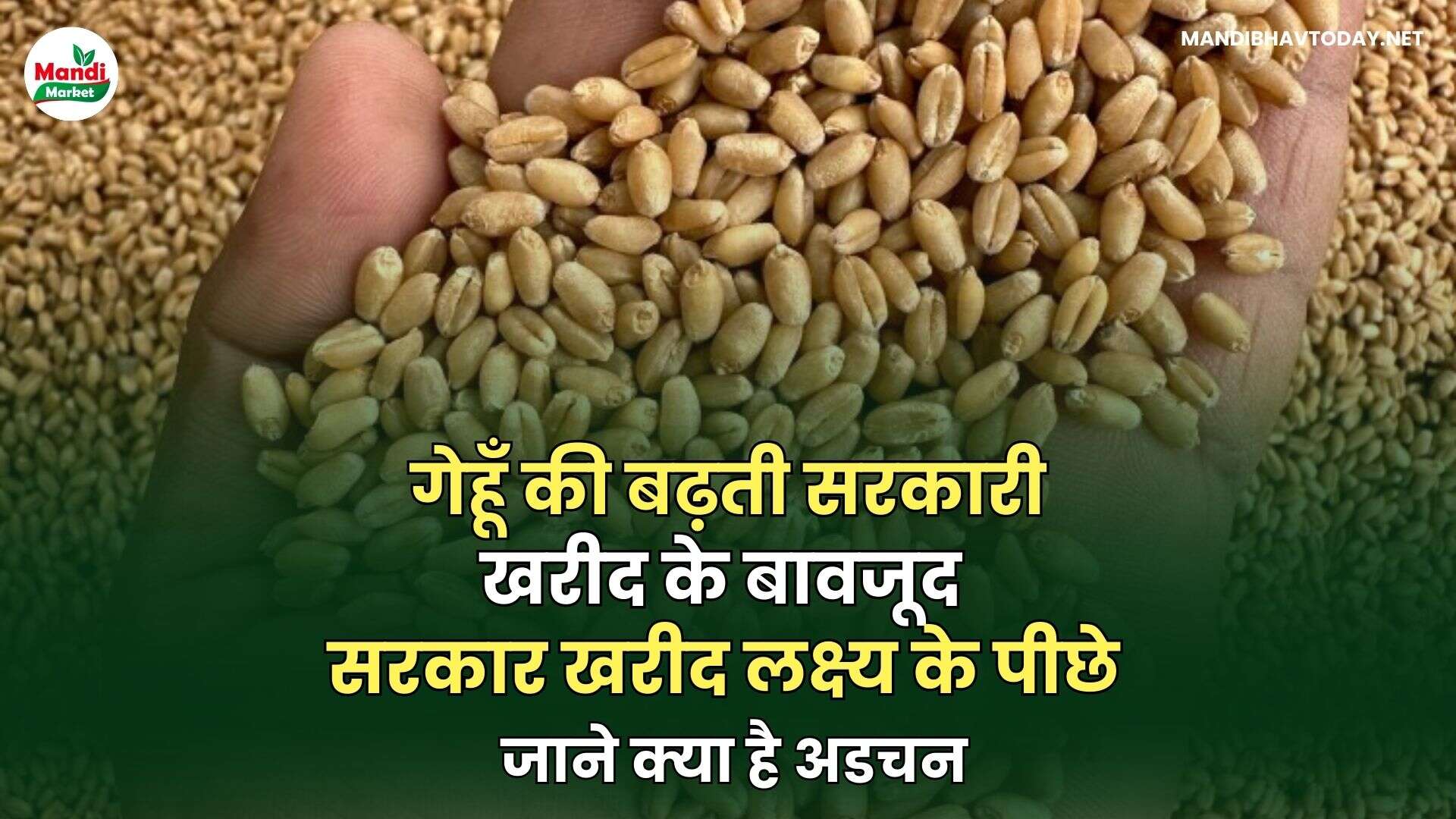 गेहूँ की बढ़ती सरकारी खरीद के बावजूद , सरकार खरीद लक्ष्य के पीछे | जाने क्या है अडचन
