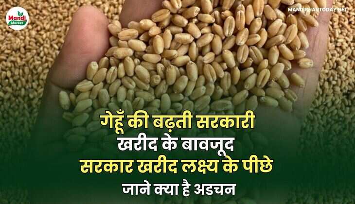 गेहूँ की बढ़ती सरकारी खरीद के बावजूद , सरकार खरीद लक्ष्य के पीछे | जाने क्या है अडचन
