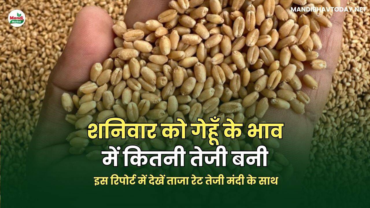 शनिवार को गेहूँ के भाव में कितनी तेजी बनी | इस रिपोर्ट में देखें ताजा रेट तेजी मंदी के साथ