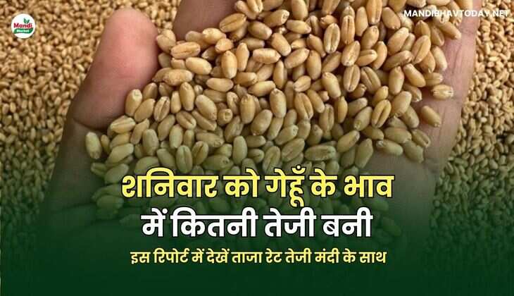 शनिवार को गेहूँ के भाव में कितनी तेजी बनी | इस रिपोर्ट में देखें ताजा रेट तेजी मंदी के साथ
