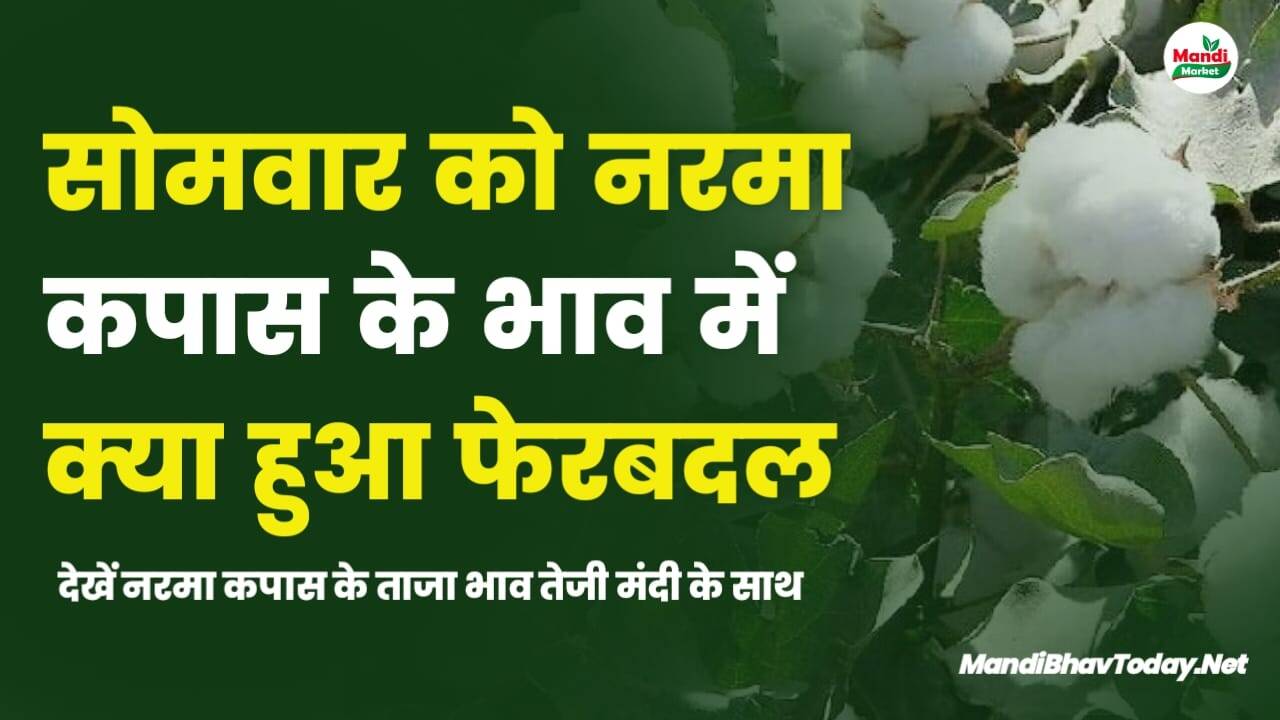 सोमवार को नरमा कपास के भाव में क्या हुआ फेरबदल | देखें नरमा कपास के ताजा भाव तेजी मंदी के साथ