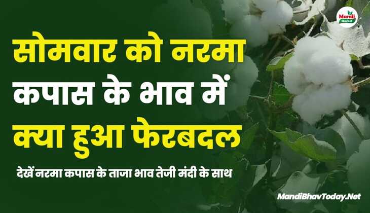 सोमवार को नरमा कपास के भाव में क्या हुआ फेरबदल | देखें नरमा कपास के ताजा भाव तेजी मंदी के साथ